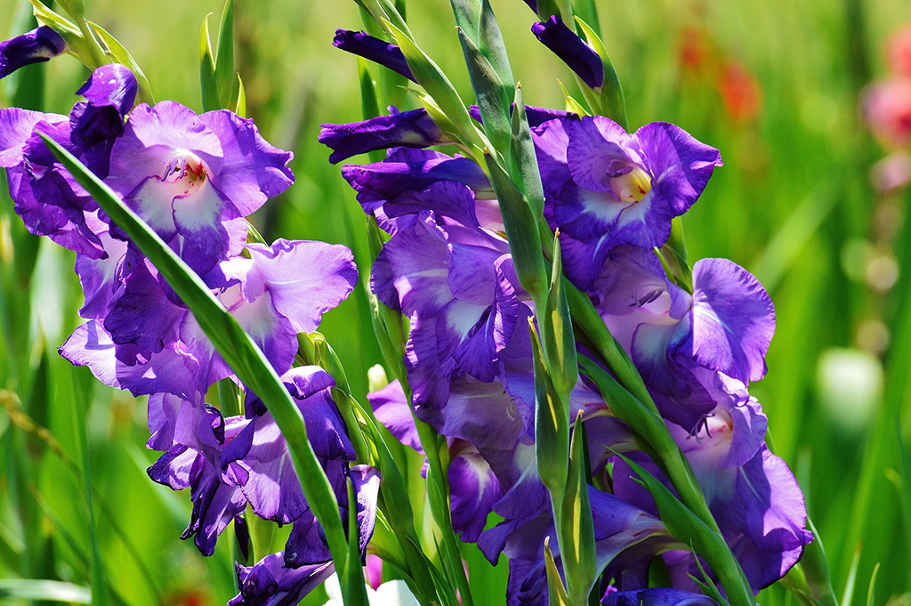 Mieczyki (gladiole), czyli trochę egzotyki w ogrodzie