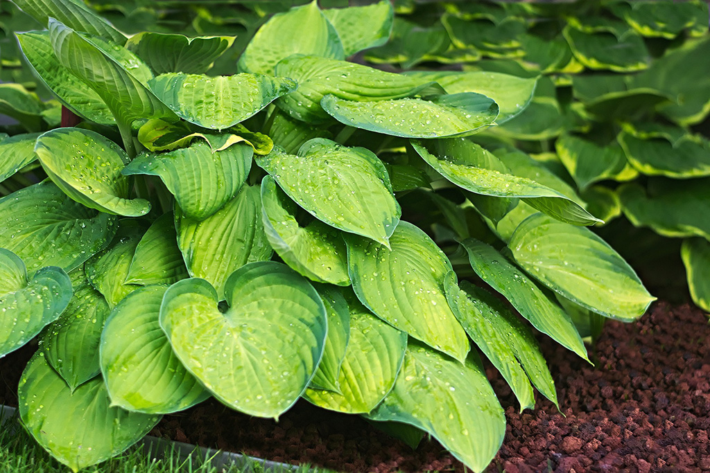 Hosta-Funkia – efektowana i łatwa w uprawie