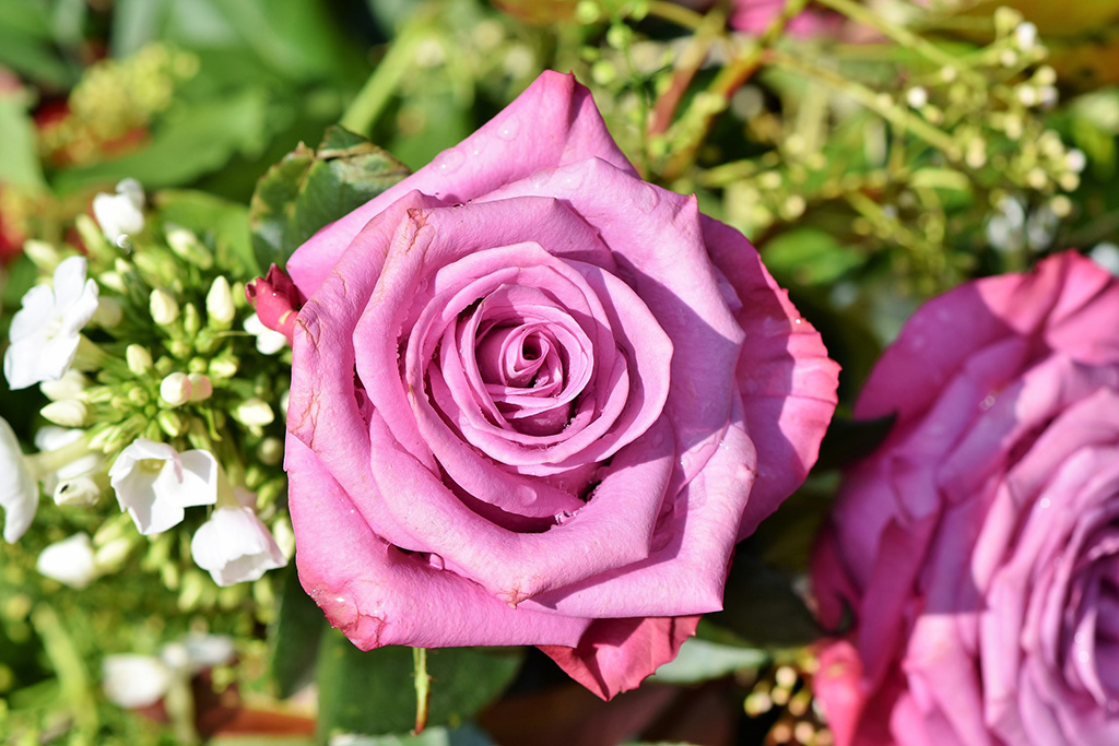 Róże w ogrodzie – odmiany, sadzenie i pielęgnacja