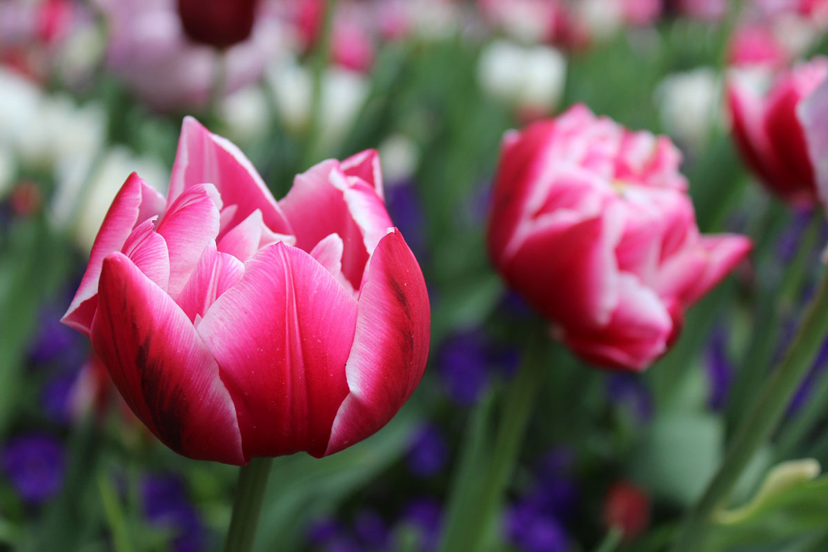 Tulipany – przegląd najciekawszych odmian