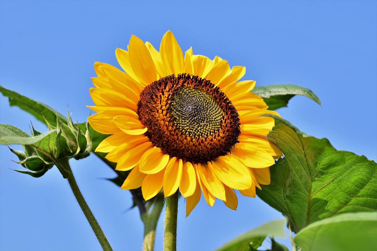 Słonecznik ozdobny w ogrodzie – sadzenie, uprawa, pielęgnacja