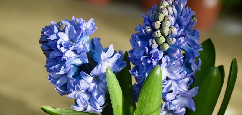 Hiacynty - kwiaty cebulowe