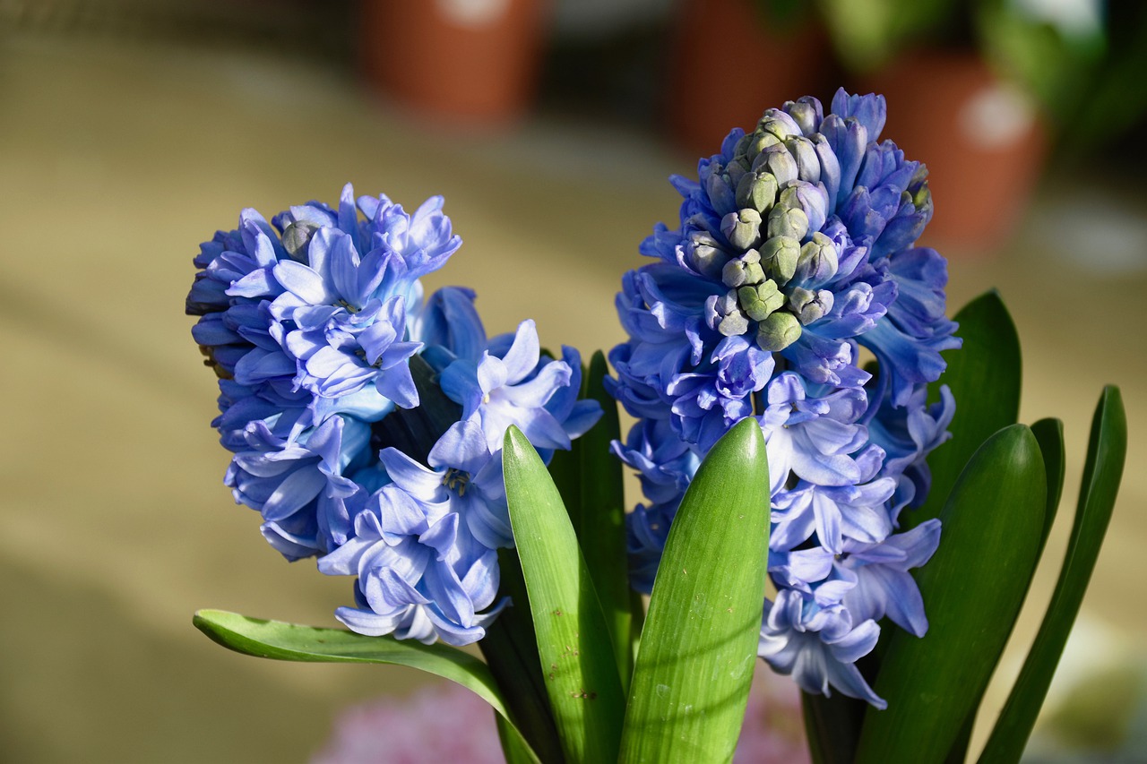 Hiacynty – kwiaty cebulowe o zachwycającej urodzie i pięknym zapachu