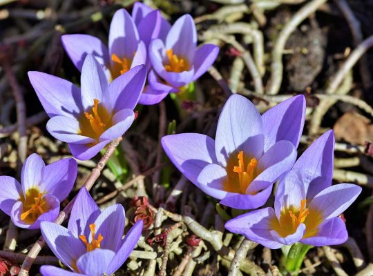 Krokusy – kwiatowy zwiastun wiosny w każdym ogrodzie